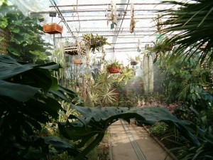 Jardin_Botanico_UAH_invernadero