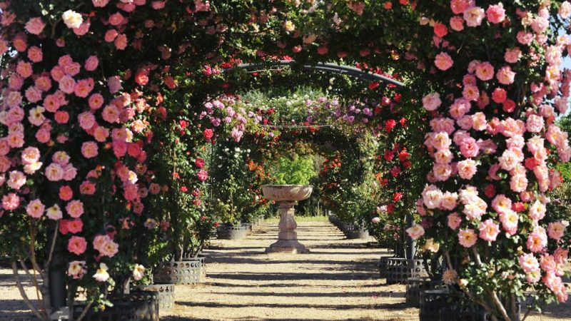 Resultado de imagen de Real JardÃ­n BotÃ¡nico, AlcalÃ¡ de Henares (Madrid).